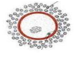 Embryology full note | PPTX