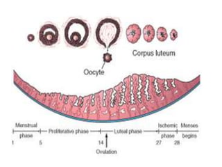 Embryology full note | PPTX