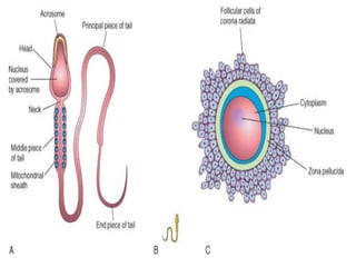 Embryology full note2 | PPTX