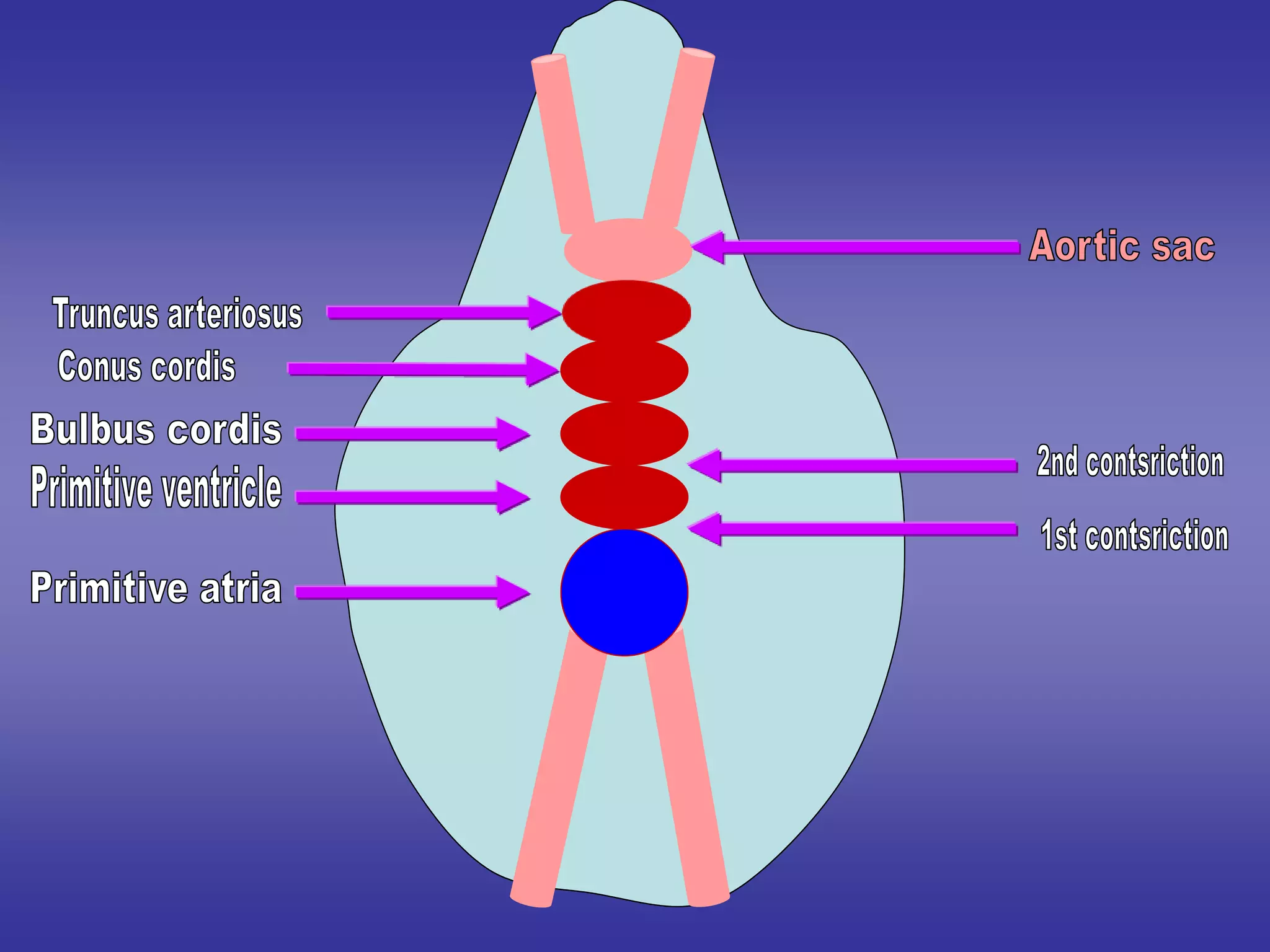 Embryology [heart.].ppt