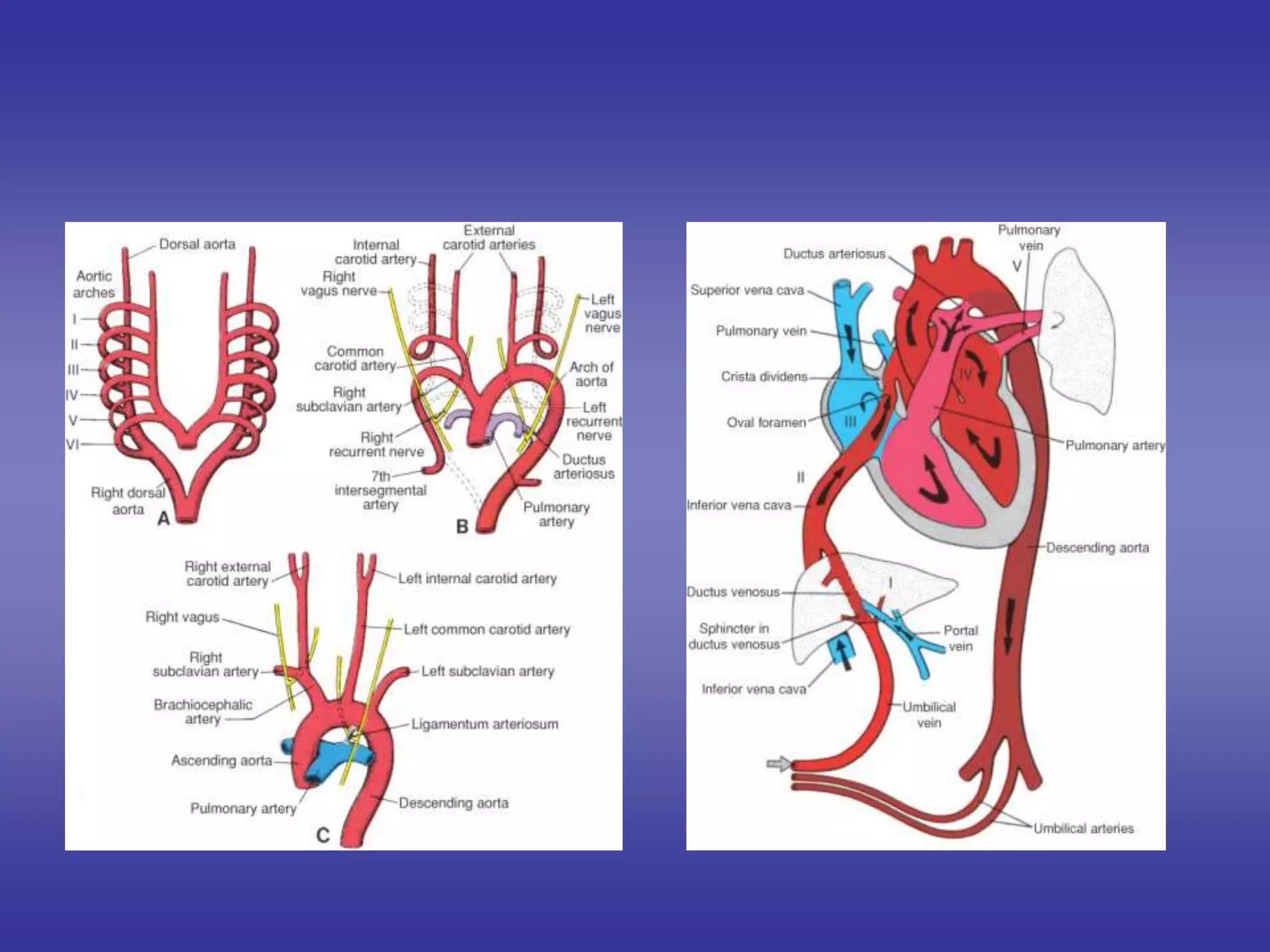 Embryology [heart.].ppt