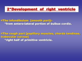 =The infundibulum [smooth part]:-
*from antero-lateral portion of bulbus cordis.
=The rough part [papillary muscles, chorda tendinae,
trabecular carnae]
*right half of primitive ventricle.
2*Development of right ventricle
 