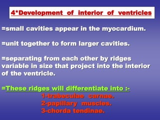 =small cavities appear in the myocardium.
=unit together to form larger cavities.
=separating from each other by ridges
variable in size that project into the interior
of the ventricle.
=These ridges will differentiate into :-
1-trabeculae carnae.
2-papillary muscles.
3-chorda tendinae.
4*Development of interior of ventricles
 
