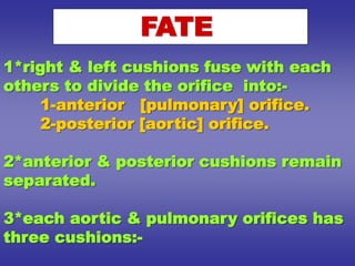 1*right & left cushions fuse with each
others to divide the orifice into:-
1-anterior [pulmonary] orifice.
2-posterior [aortic] orifice.
2*anterior & posterior cushions remain
separated.
3*each aortic & pulmonary orifices has
three cushions:-
FATE
 