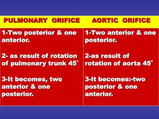 AORTIC ORIFICE
PULMONARY ORIFICE
1-Two anterior & one
posterior.
2-as result of
rotation of aorta 45˚
3-It becomes:-two
posterior & one
anterior.
1-Two posterior & one
anterior.
2- as result of rotation
of pulmonary trunk 45˚
3-It becomes, two
anterior & one
posterior.
 