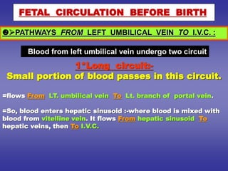 PATHWAYS FROM LEFT UMBILICAL VEIN TO I.V.C. :
FETAL CIRCULATION BEFORE BIRTH
1*Long circuit:-
Small portion of blood passes in this circuit.
=flows From LT. umbilical vein To Lt. branch of portal vein.
=So, blood enters hepatic sinusoid :-where blood is mixed with
blood from vitelline vein. It flows From hepatic sinusoid To
hepatic veins, then To I.V.C.
Blood from left umbilical vein undergo two circuit
 