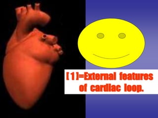 [ 1 ]=External features
of cardiac loop.
 