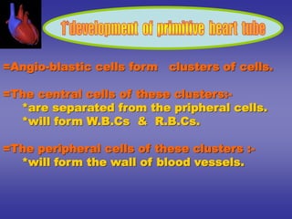 =Angio-blastic cells form clusters of cells.
=The central cells of these clusters:-
*are separated from the pripheral cells.
*will form W.B.Cs & R.B.Cs.
=The peripheral cells of these clusters :-
*will form the wall of blood vessels.
 