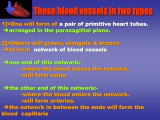 1]=One will form of a pair of primitive heart tubes.
arranged in the parasagittal plane.
2]=Others will growe, elongate & branch.
to form network of blood vessels.
one end of this network:-
-where the blood leaves the network.
-will form veins.
the other end of this network:-
-where the blood enters the network.
-will form arteries.
the network in between the ends will form the
blood capillarie
These blood vessels in two types
 