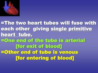 =The two heart tubes will fuse with
each other giving single primitive
heart tube.
=One end of the tube is arterial
[for exit of blood]
=Other end of tube is venous
[for entering of blood]
 