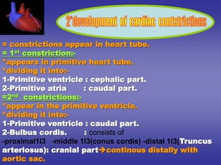 = constrictions appear in heart tube.
= 1st constriction:-
*appears in primitive heart tube.
*dividing it into:-
1-Primitive ventricle : cephalic part.
2-Primitive atria : caudal part.
=2nd constrictions:-
*appear in the primitive ventricle.
*dividing it into:-
1-Primitive ventricle : caudal part.
2-Bulbus cordis. : consists of
-proximal1l3 -middle 1l3(conus cordis) -distal 1l3(Truncus
arteriosus): cranial partcontinous distally with
aortic sac.
 