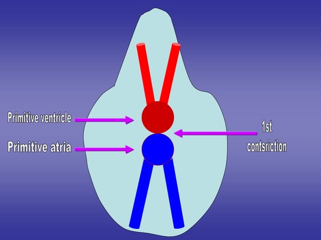 Embryology [heart.].ppt