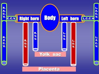 Left horn
Right horn Body
L.
V.
V.
R.
V.
V.
L.
U.
V.
R.
U.
V.
Yolk sac
Placenta
L.C.C.V.
R.C.C.V.
R.
A.
C.
V.
R.
P.
C.
V.
L.
A.
C.
V.
L.
P.
C.
V.
 