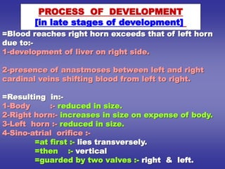 =Blood reaches right horn exceeds that of left horn
due to:-
1-development of liver on right side.
2-presence of anastmoses between left and right
cardinal veins shifting blood from left to right.
=Resulting in:-
1-Body :- reduced in size.
2-Right horn:- increases in size on expense of body.
3-Left horn :- reduced in size.
4-Sino-atrial orifice :-
=at first :- lies transversely.
=then :- vertical
=guarded by two valves :- right & left.
PROCESS OF DEVELOPMENT
[in late stages of development]
 