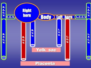 Left horn
Body
L.
V.
V.
R.
V.
V. L.
U.
V.
R.
U.
V.
Yolk sac
Placenta
L.C.C.V.
R.C.C.V.
R.
A.
C.
V.
R.
P.
C.
V.
L.
A.
C.
V.
L.
P.
C.
V.
Right
horn
 
