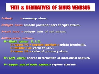 1=Body :- coronary sinus.
2=Right horn:- smooth posterior part of right atrium.
3=Left horn :- oblique vein of left atrium.
4=Sino-atrial valves:-
Right valve:- C. I. C.
upper 1/3 + septum spurium :- crista terminalis.
middle 1/3:- valve of I.V.C.
lower 1/3 :- valve of coronary sinus.
Left valve:- shares in formation of inter-atrial septum.
Upper end of both valves :- septum spurium.
*FATE & DERIVATIVES OF SINUS VENOSUS
 