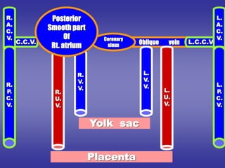 Oblique vein
Coronary
sinus
L.
V.
V.
R.
V.
V. L.
U.
V.
R.
U.
V.
Yolk sac
Placenta
L.C.C.V.
R.C.C.V.
R.
A.
C.
V.
R.
P.
C.
V.
L.
A.
C.
V.
L.
P.
C.
V.
Posterior
Smooth part
Of
Rt. atrium
 