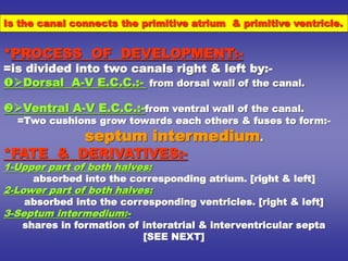 *PROCESS OF DEVELOPMENT:-
=is divided into two canals right & left by:-
Dorsal A-V E.C.C.:- from dorsal wall of the canal.
Ventral A-V E.C.C.:-from ventral wall of the canal.
=Two cushions grow towards each others & fuses to form:-
septum intermedium.
*FATE & DERIVATIVES:-
1-Upper part of both halves:
absorbed into the corresponding atrium. [right & left]
2-Lower part of both halves:
absorbed into the corresponding ventricles. [right & left]
3-Septum intermedium:-
shares in formation of interatrial & interventricular septa
[SEE NEXT]
Is the canal connects the primitive atrium & primitive ventricle.
 