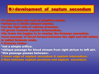 =It arises from the roof of primitive atrium.
=arises as a sickle shaped septum.
=on the right side of septum premium.
=It grows towards septum intermedium.
=Its lower rim begins to to overlap the foramen secondum.
=new passage of blood formed between the right and left atrium
is called foramen ovale.
= foramen ovale:-
*not a simple orifice.
*oblique passage for blood stream from right atrium to left atri.
*this passage passes between:-
1-lower edge of septum secondum & septum intemedium.
2-then between septum premium and septum secondum.
development of septum secondum
 