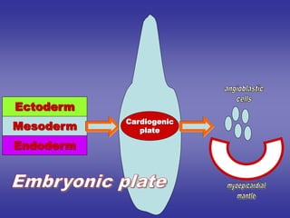 Ectoderm
Mesoderm
Endoderm
Cardiogenic
plate
 