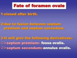 Fate of foramen ovale
1-closed after birth.
2-due to fusion between septum
premium and septum secondum.
3-It will give the following derivatives:-
septum premium:- fossa ovalis.
septum secondum:-annulus ovalis.
 