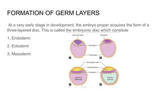 Detailed Embryology of Germ Layer Formation and Early Development in ...