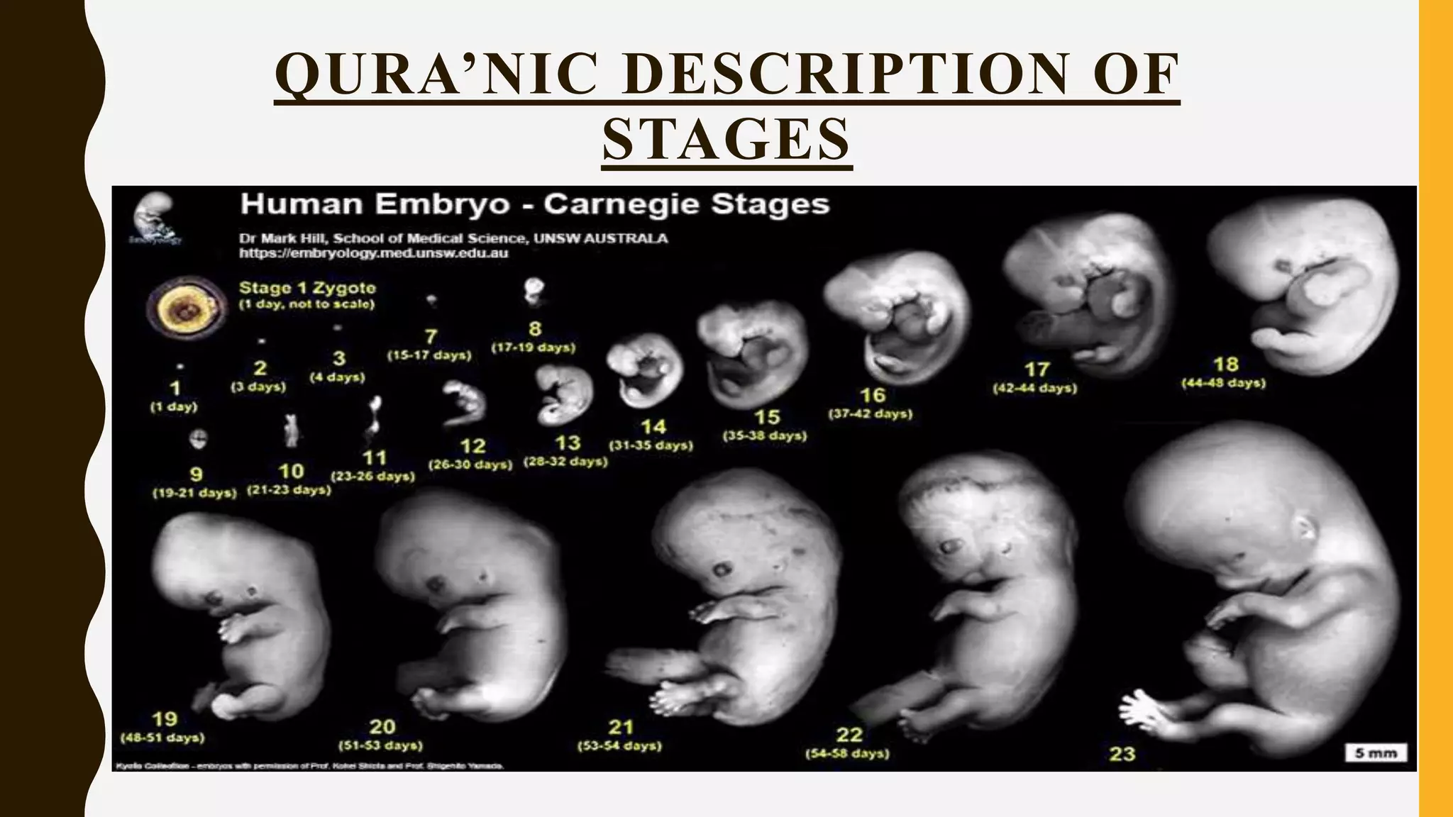 Embryology in quran | PPTX