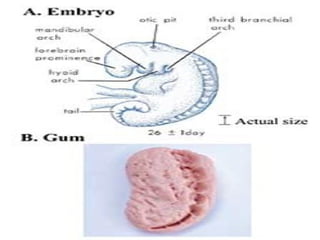 Embryology in the Holy Quran | PPT