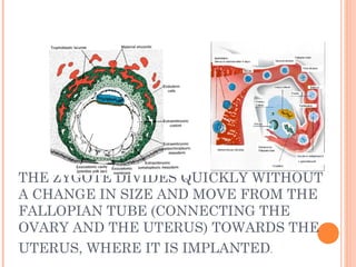 Embryology in the holy quran (2) | PPT