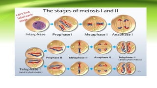Comprehensive Embryology Lecture on Cell Division and Development | PPTX