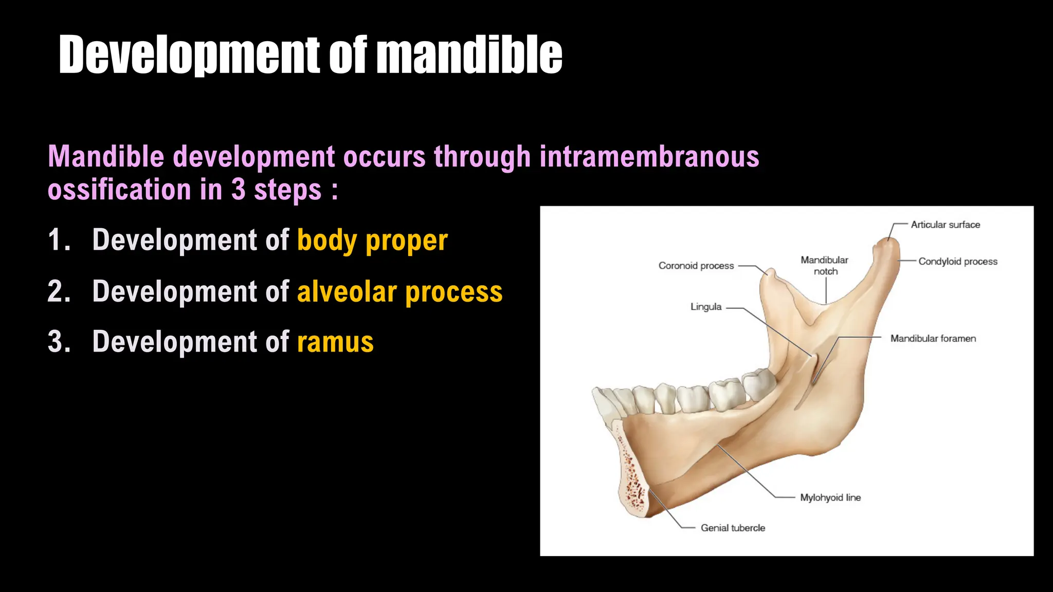 embryology-maxilla-and-mandibule-development-pdf