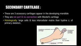 SECONDARY CARTILAGE :
• These are 3 accessory cartilages appear in the developing mandible
• They are not part & no connection with Meckel’s cartilage
• Histologically: large cells & less intercellular matrix than hyaline c. of
primary skeleton.
Symphsial
 