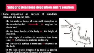 Subperiosteal bone deposition and resorption
• Bone deposition on surface of mandible
increase its overall size.
• On the posterior border of ramus with resorption on
the anterior border ++ length of the
dental arch
• On the lower border of the body ++ the height of
mandible.
• At the angle of mandible (& resorption from inner
side) ++ the transverse distance posteriorly
• On the external surface of mandible: ++ thickness of
the body.
• In the chin region influenced by sexual & genetic
 