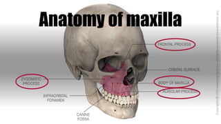Anatomy of maxilla
 