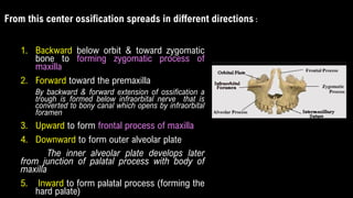 1. Backward below orbit & toward zygomatic
bone to forming zygomatic process of
maxilla
2. Forward toward the premaxilla
By backward & forward extension of ossification a
trough is formed below infraorbital nerve that is
converted to bony canal which opens by infraorbital
foramen
3. Upward to form frontal process of maxilla
4. Downward to form outer alveolar plate
The inner alveolar plate develops later
from junction of palatal process with body of
maxilla
5. Inward to form palatal process (forming the
hard palate)
From this center ossification spreads in different directions :
 