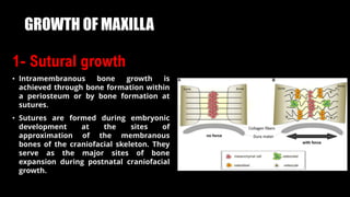 GROWTH OF MAXILLA
1- Sutural growth
• Intramembranous bone growth is
achieved through bone formation within
a periosteum or by bone formation at
sutures.
• Sutures are formed during embryonic
development at the sites of
approximation of the membranous
bones of the craniofacial skeleton. They
serve as the major sites of bone
expansion during postnatal craniofacial
growth.
 