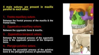 4 main sutures are present in maxilla
parallel to each other:
1. Fronto-maxillary suture.
Between the frontal process of the maxilla & the
frontal bone.
2. Zygomatico-maxillary suture.
Between the zygomatic bone & maxilla.
3. Zygomatico-temporal suture.
Between the temporal process of the zygomatic
bone & the zygomatic process of the temporal
bone.
4. Pterygo-palatine suture.
Between the pyramidal process of the palatine
bone & the pterygoid process of sphenoid bone.
1
2 3
4
 