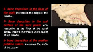 6- bone deposition in the floor of
the orbit: increase in the height of the
maxilla.
7- Bone deposition in the oral
surface of the hard palate with
resorption at the floor of the nasal
cavity, leading to increase in the height
of the maxilla.
8- bone deposition at the median
palatine suture. increases the width
of the palate.
 