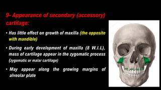 9- Appearance of secondary (accessory)
cartilage:
• Has little effect on growth of maxilla (the opposite
with mandible)
• During early development of maxilla (8 W.I.L),
mass of cartilage appear in the zygomatic process
(zygomatic or malar cartilage)
• May appear along the growing margins of
alveolar plate
 