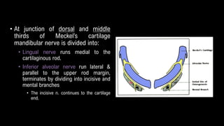 • At junction of dorsal and middle
thirds of Meckel’s cartilage
mandibular nerve is divided into:
• Lingual nerve runs medial to the
cartilaginous rod.
• Inferior alveolar nerve run lateral &
parallel to the upper rod margin,
terminates by dividing into incisive and
mental branches
• The incisive n. continues to the cartilage
end.
 