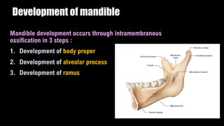 Development of mandible
Mandible development occurs through intramembranous
ossification in 3 steps :
1. Development of body proper
2. Development of alveolar process
3. Development of ramus
 