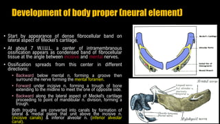Development of body proper (neural element)
• Start by appearance of dense fibrocellular band on
lateral aspect of Meckel’s cartilage.
• At about 7 W.I.U.L, a center of intramembranous
ossification appears as condensed band of fibrocellular
tissue at the angle between incisive and mental nerves.
• Ossification spreads from this center in different
directions:
• Backward below mental n. forming a groove then
surround the nerve forming the mental foramen.
• Forward under incisive n. forming a trough of bone
extending to the midline to meet the one of opposite side.
• Backward along the lateral aspect of Meckel’s cartilage
proceeding to point of mandibular n. division, forming a
trough.
Both troughs are converted into canals by formation of
lateral & medial plates that unit above the incisive n.
(incisive canals) & inferior alveolar n. (inferior alveolar
canal).
 