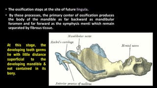 • The ossification stops at the site of future lingula.
• By these processes, the primary center of ossification produces
the body of the mandible as far backward as mandibular
foramen and far forward as the symphysis menti which remain
separated by fibrous tissue.
At this stage, the
developing tooth germs
lie with little distance
superficial to the
developing mandible &
not contained in its
bony.
 