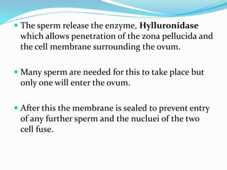  The sperm release the enzyme, Hylluronidase
which allows penetration of the zona pellucida and
the cell membrane surrounding the ovum.
 Many sperm are needed for this to take place but
only one will enter the ovum.
 After this the membrane is sealed to prevent entry
of any further sperm and the nucluei of the two
cell fuse.
 