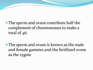  The sperm and ovum contribute half the
complement of chromosomes to make a
total of 46.
 The sperm and ovum is known as the male
and female gametes and the fertilized ovum
as the zygote
 