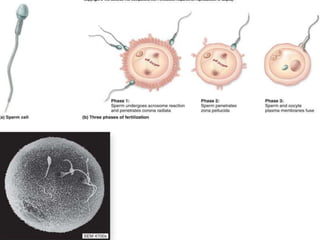 . Fertilization
 