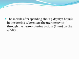  The morula after spending about 3 days(72 hours)
in the uterine tube enters the uterine cavity
through the narrow uterine ostium (1mm) on the
4th day .
 