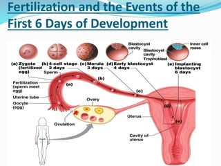 Fertilization and the Events of the
First 6 Days of Development
 