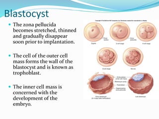 Blastocyst
 The zona pellucida
becomes stretched, thinned
and gradually disappear
soon prior to implantation.
 The cell of the outer cell
mass forms the wall of the
blastocyst and is known as
trophoblast.
 The inner cell mass is
concerned with the
development of the
embryo.
 
