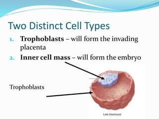 Two Distinct Cell Types
1. Trophoblasts – will form the invading
placenta
2. Inner cell mass – will form the embryo
Trophoblasts
 
